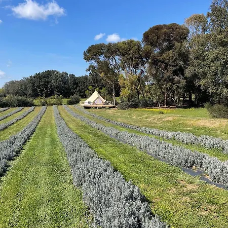 Luxury tent Lavender Glamping Elmas
